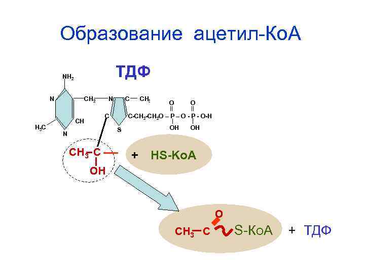 Образование ацетил-Ко. А ТДФ NH 2 N H 3 C CH 2 N C
