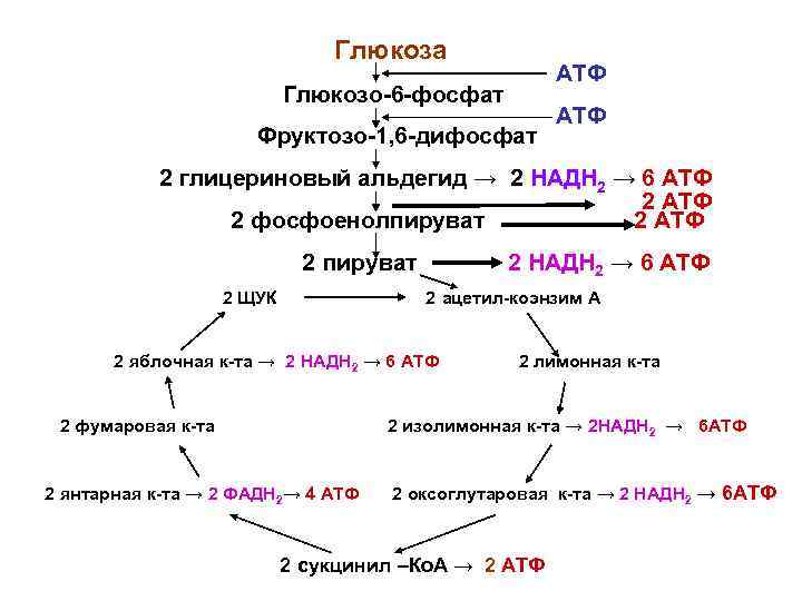 Последовательность этапов окисления глюкозы. Глюкоза глюкозо 6 фосфат фруктозо 6 фосфат. Схема окисления Глюкозы. АТФ образуется при полном окислении глюкозо 6 фосфата.