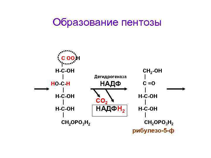 Образование пентозы С ОО Н Н-С-ОН Дегидрогеназа HO-С-Н Н-С-ОН H-C-ОН СН 2 ОРО 3