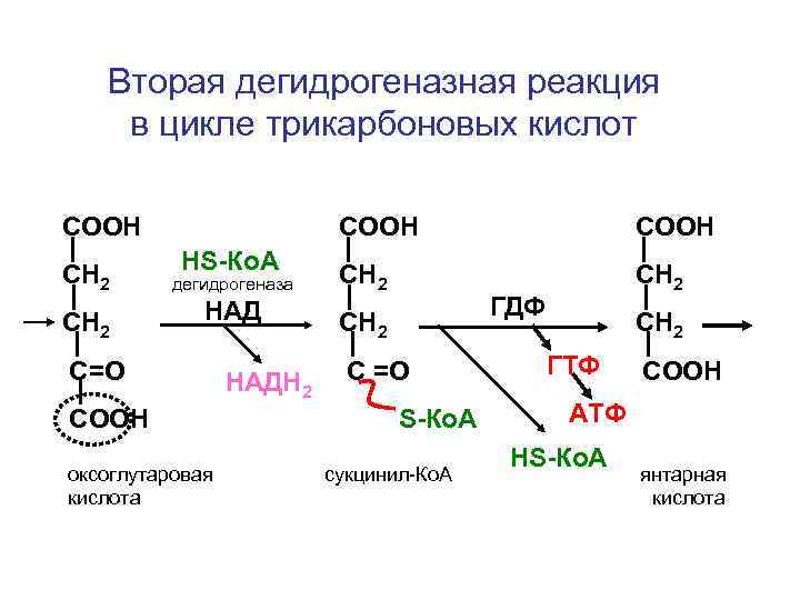 Вторая дегидрогеназная реакция в цикле трикарбоновых кислот СООН СН 2 СООН НS-Ко. А дегидрогеназа