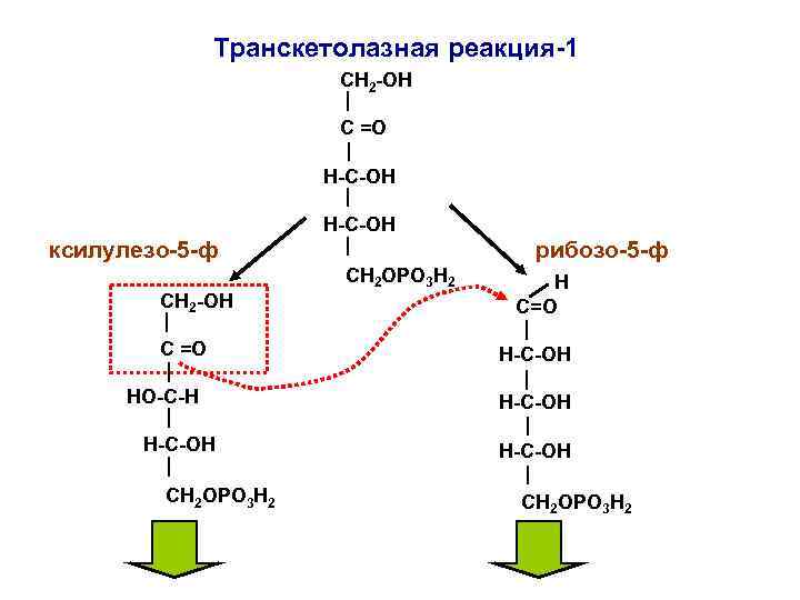 Транскетолазная реакция-1 СН 2 -ОН С =О Н-С-ОН H-C-ОН ксилулезо-5 -ф СН 2 -ОН