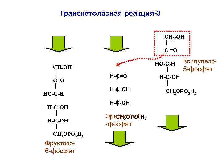 Транскетолазная реакция-3 СН 2 -ОН С =О НО-С-Н СН 2 ОН С=О НО-С-Н Н-С-ОН