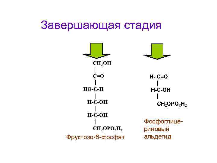 Завершающая стадия СН 2 ОН С=О НО-С-Н Н-С-ОН СН 2 ОРО 3 Н 2