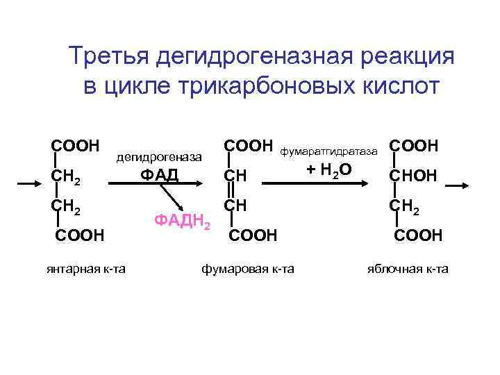 Третья дегидрогеназная реакция в цикле трикарбоновых кислот СООН дегидрогеназа СН 2 СООН янтарная к-та