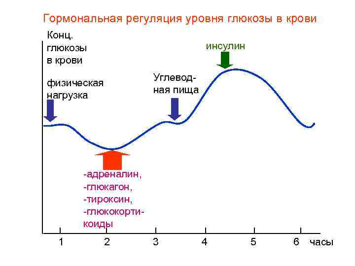 Гормональная регуляция уровня глюкозы в крови Конц. глюкозы в крови инсулин физическая нагрузка Углеводная