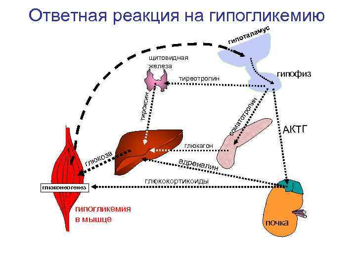 Ответная реакция на гипогликемию ус ам тал о гип щитовидная железа гипофиз со ма