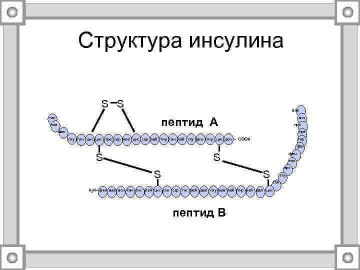 Структура инсулина S S ала пептид А гли иле лиз про вал тре глу