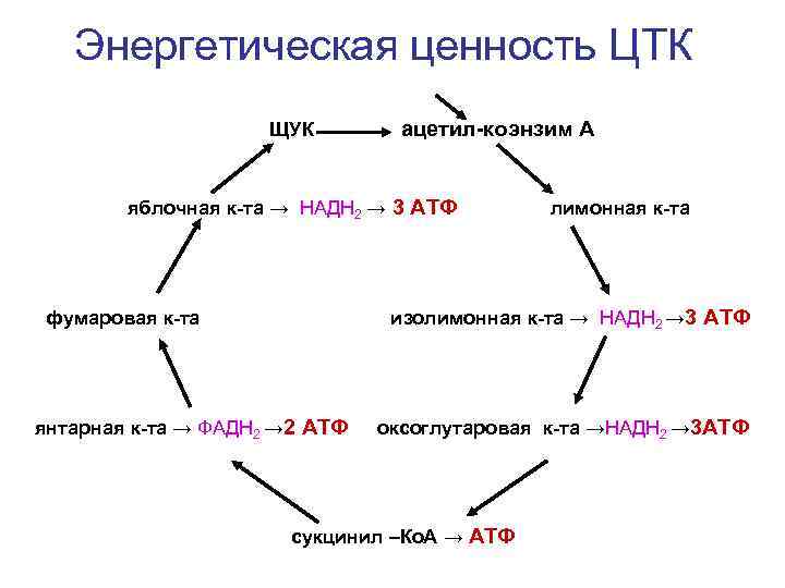 Энергетическая ценность ЦТК ЩУК ацетил-коэнзим А яблочная к-та → НАДН 2 → 3 АТФ