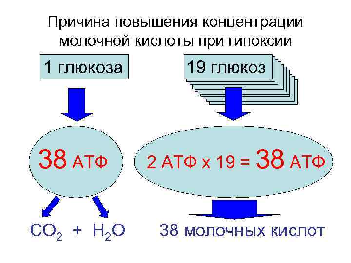 Причина повышения концентрации молочной кислоты при гипоксии 1 глюкоза 38 АТФ СО 2 +