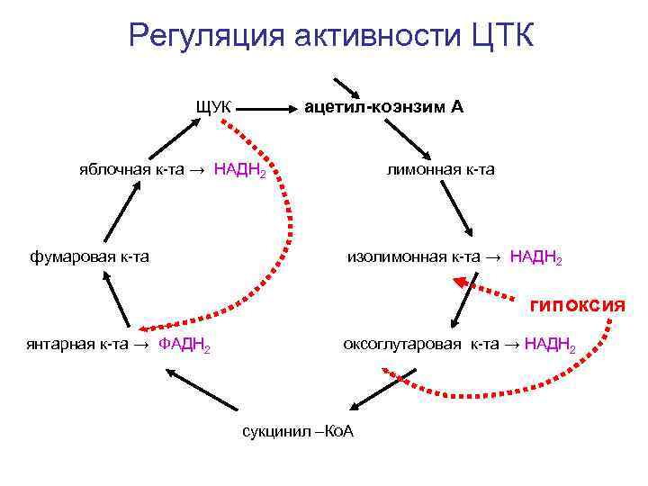 Регуляция активности ЦТК ацетил-коэнзим А ЩУК яблочная к-та → НАДН 2 фумаровая к-та лимонная