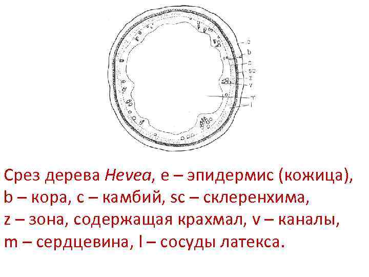 Срез дерева Hevea, e – эпидермис (кожица), b – кора, c – камбий, sc