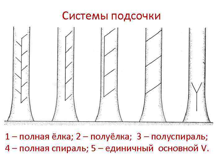 Системы подсочки 1 – полная ёлка; 2 – полуёлка; 3 – полуспираль; 4 –