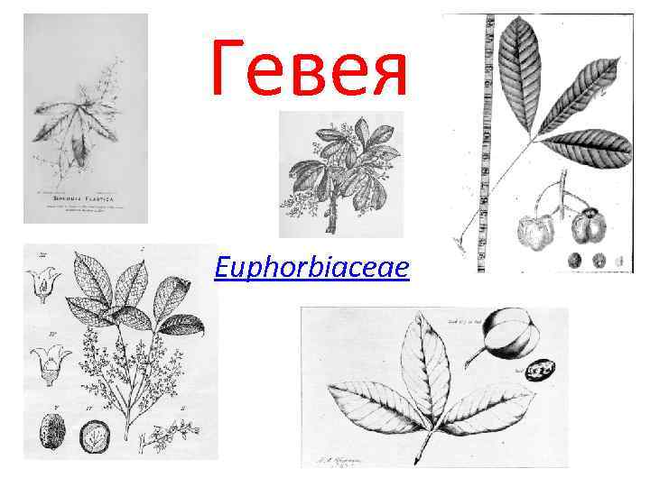 Гевея Euphorbiaceae 