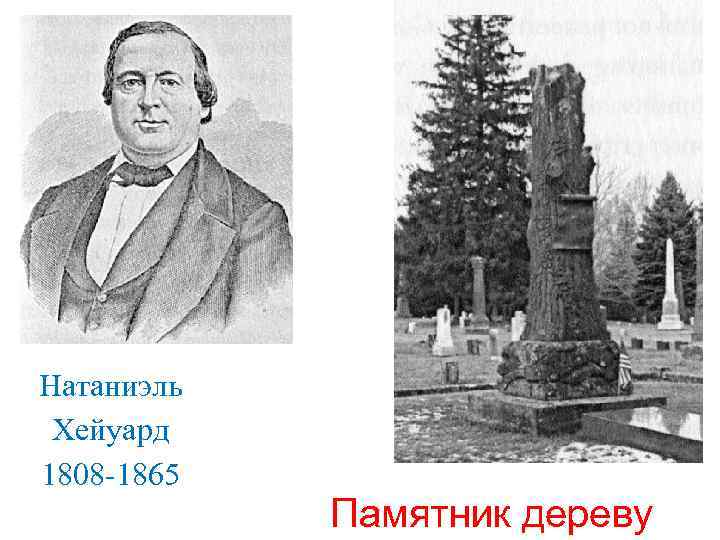 Натаниэль Хейуард 1808 -1865 Памятник дереву 