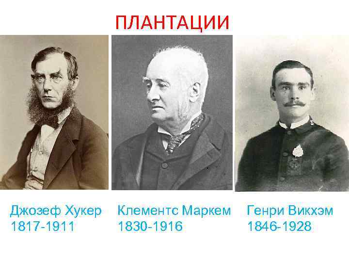 ПЛАНТАЦИИ Джозеф Хукер 1817 -1911 Клементс Маркем 1830 -1916 Генри Викхэм 1846 -1928 