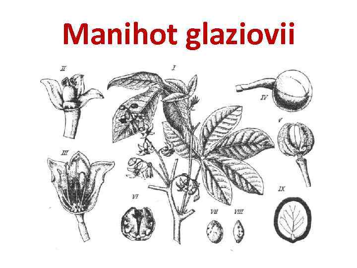 Manihot glaziovii 