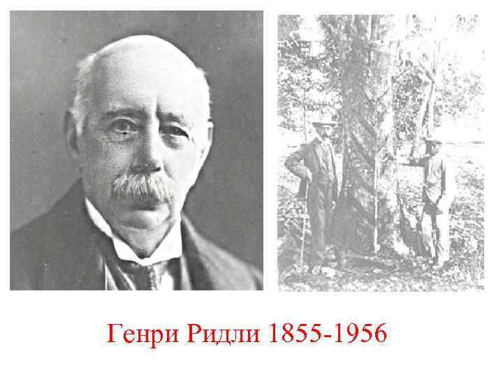 Генри Ридли 1855 -1956 