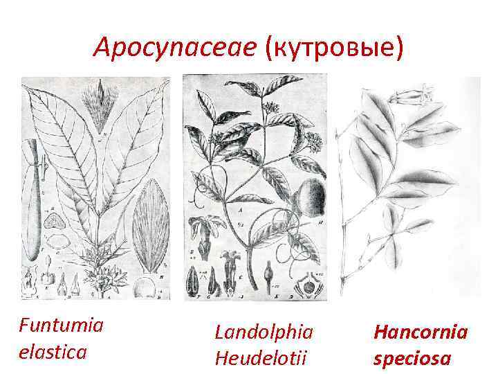 Apocynaceae (кутровые) Funtumia elastica Landolphia Heudelotii Hancornia speciosa 