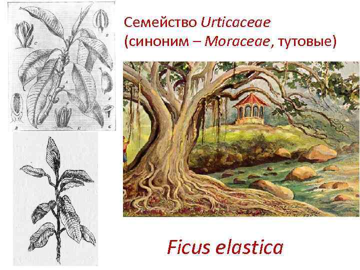 Семейство Urticaceae (синоним – Moraceae, тутовые) Ficus elastica 