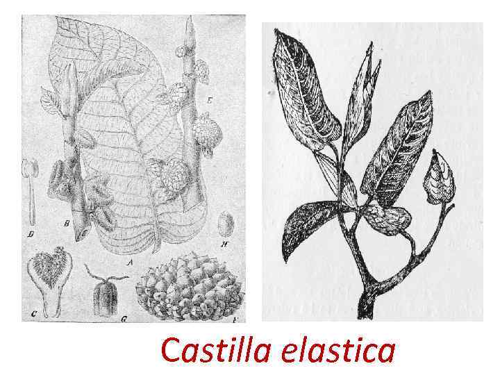 Castilla elastica 