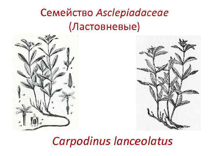 Семейство Asclepiadaceae (Ластовневые) Carpodinus lanceolatus 