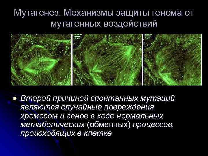 Мутагенез. Механизмы защиты генома от мутагенных воздействий l Второй причиной спонтанных мутаций являются случайные