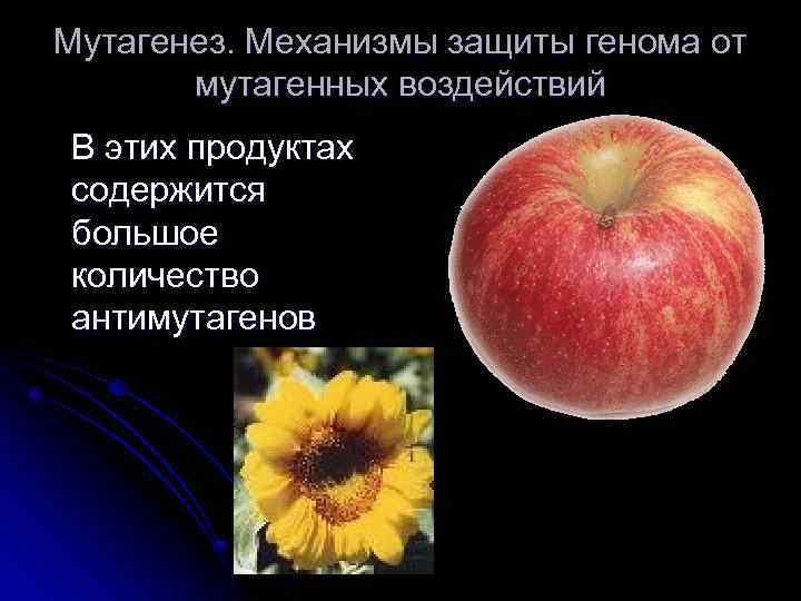 Мутагенез. Механизмы защиты генома от мутагенных воздействий В этих продуктах содержится большое количество антимутагенов