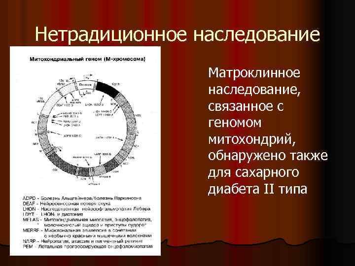 Нетрадиционное наследование Матроклинное наследование, связанное с геномом митохондрий, обнаружено также для сахарного диабета II