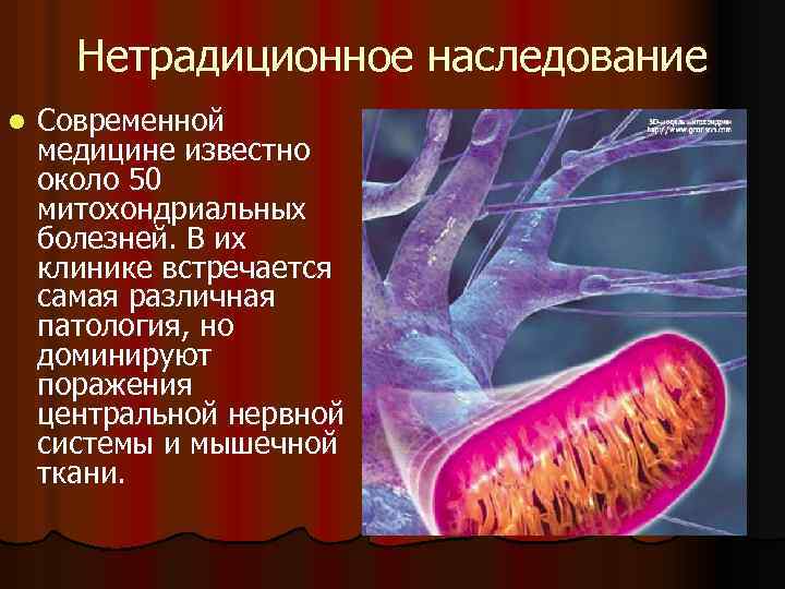 Нетрадиционное наследование l Современной медицине известно около 50 митохондриальных болезней. В их клинике встречается