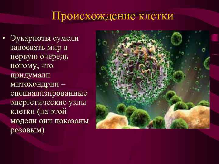 Происхождение клетки • Эукариоты сумели завоевать мир в первую очередь потому, что придумали митохондрии