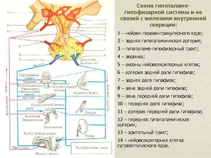 Гипофиз   Нервная   доля Железистая часть или  аденогипофиз:  7