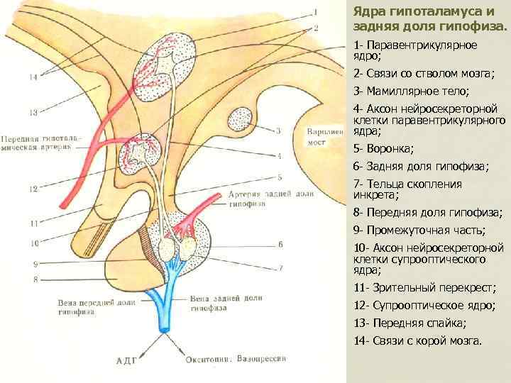  Гипоталамо-гипофизарная система.  Гипоталамо- заднегипофизарная   переднегипофизарная  система (нейрогипофизарная)  Висцеротропные