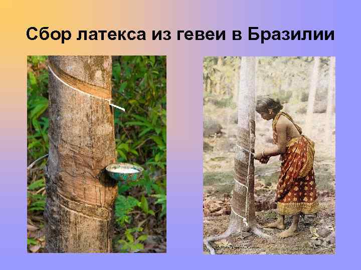 Сбор латекса из гевеи в Бразилии 