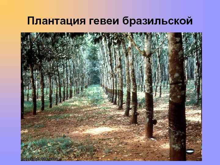Плантация гевеи бразильской 