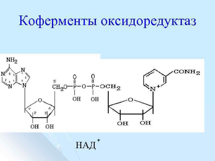 Коферменты оксидоредуктаз НАД + 