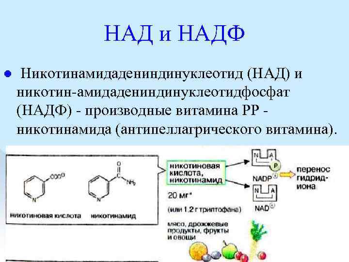 НАД и НАДФ l Никотинамидадениндинуклеотид (НАД) и никотин амидадениндинуклеотидфосфат (НАДФ) производные витамина РР никотинамида