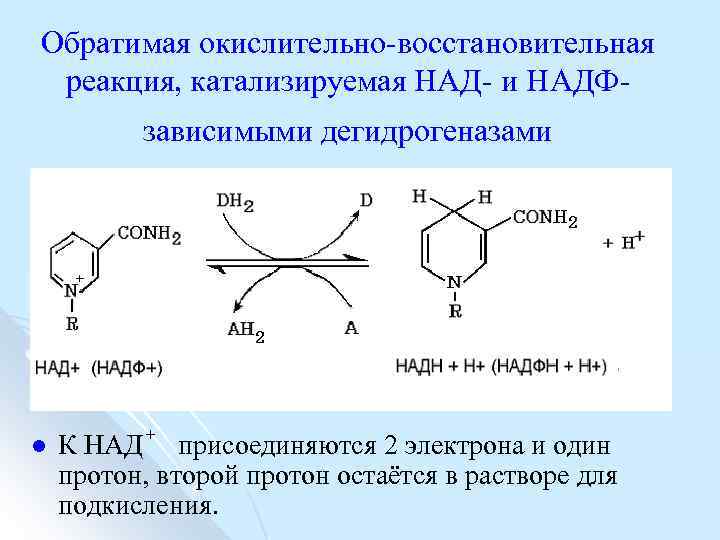 Обратимая окислительно восстановительная реакция, катализируемая НАД и НАДФ зависимыми дегидрогеназами l К НАД +