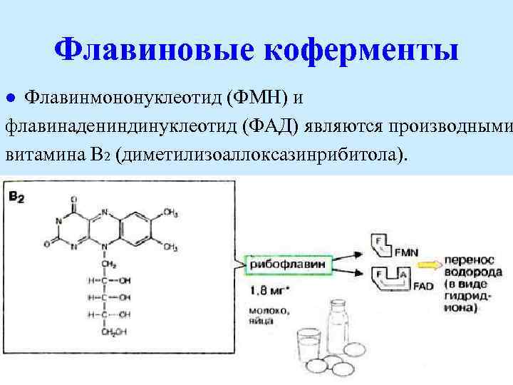 Флавиновые коферменты Флавинмононуклеотид (ФМН) и флавинадениндинуклеотид (ФАД) являются производными витамина В 2 (диметилизоаллоксазинрибитола). l