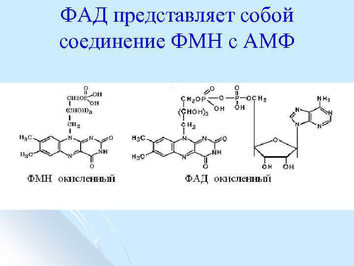 ФАД представляет собой соединение ФМН с АМФ 