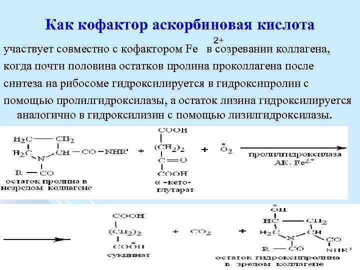 Как кофактор аскорбиновая кислота 2+ участвует совместно с кофактором Fе в созревании коллагена, когда