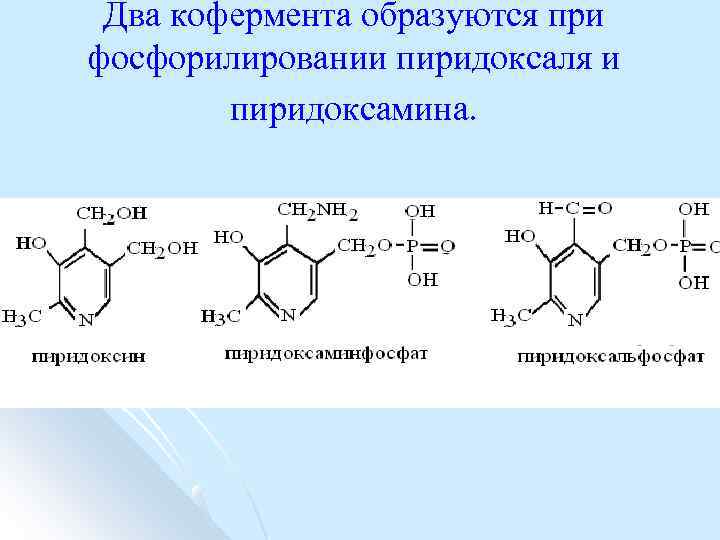 Два кофермента образуются при фосфорилировании пиридоксаля и пиридоксамина. 