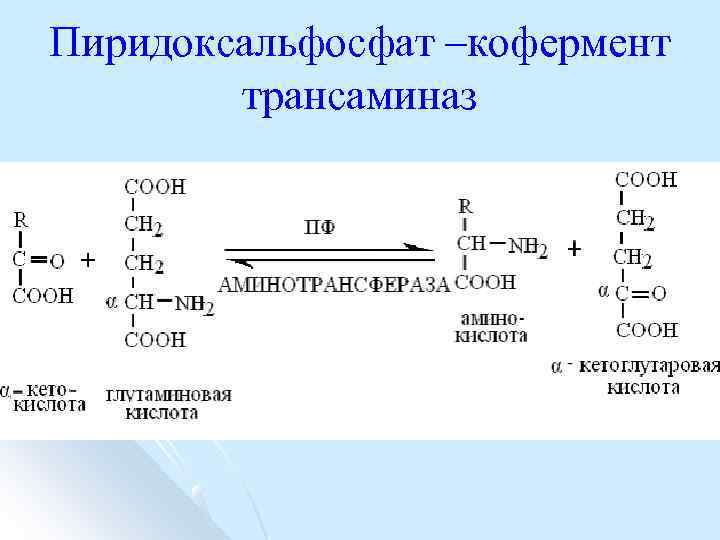 Пиридоксальфосфат –кофермент трансаминаз 