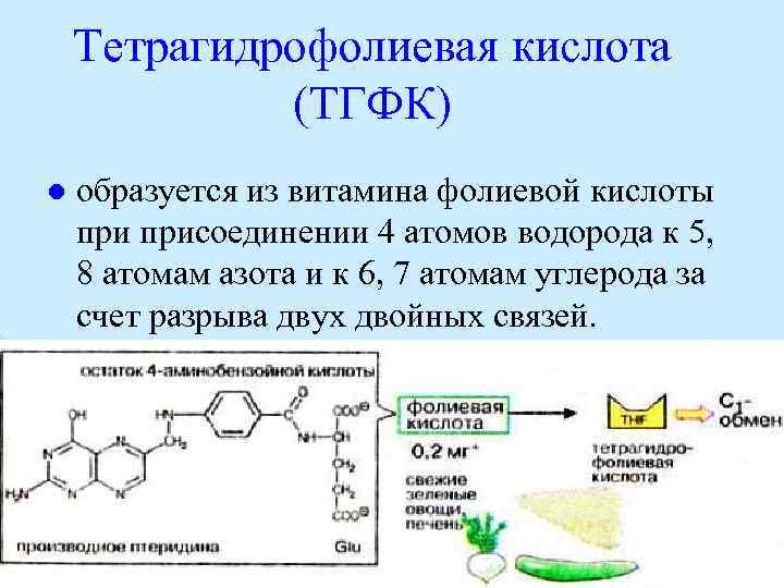 Тетрагидрофолиевая кислота (ТГФК) l образуется из витамина фолиевой кислоты присоединении 4 атомов водорода к