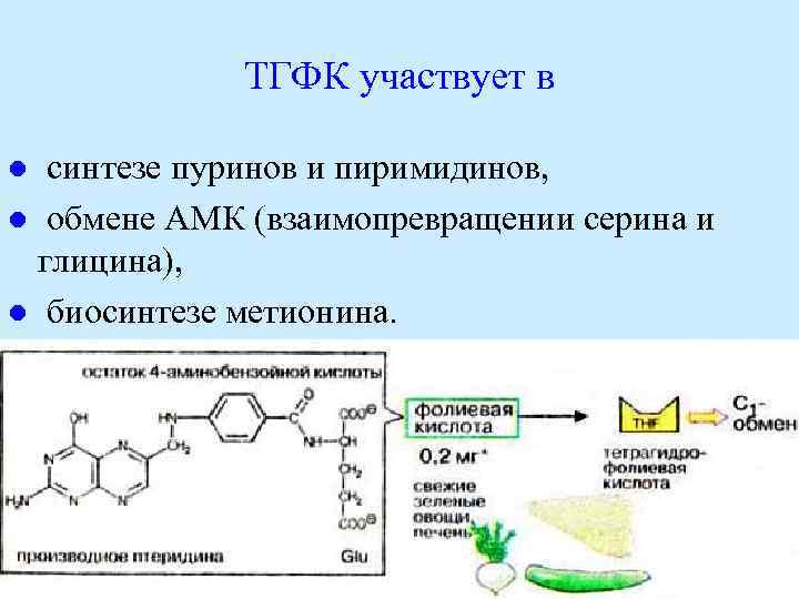 ТГФК участвует в синтезе пуринов и пиримидинов, l обмене АМК (взаимопревращении серина и глицина),