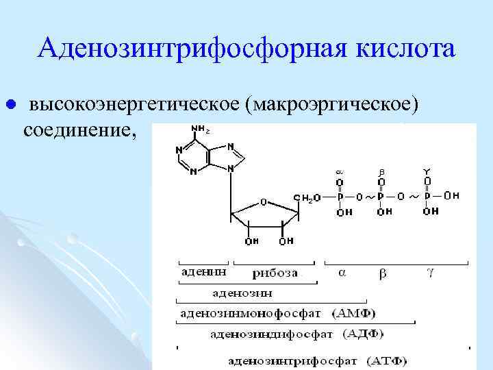 Аденозинтрифосфорная кислота l высокоэнергетическое (макроэргическое) соединение, 