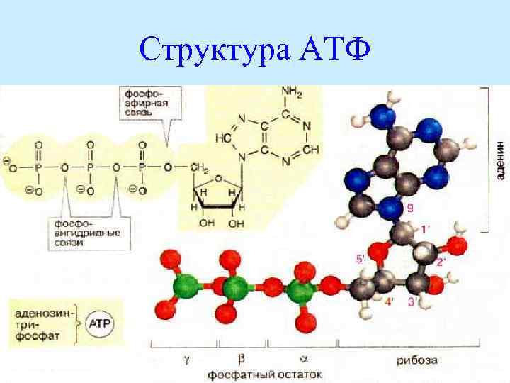 Структура АТФ 