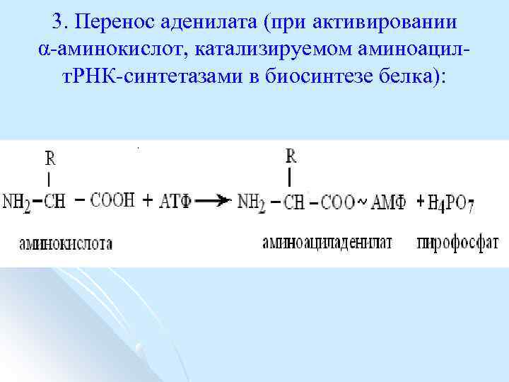 3. Перенос аденилата (при активировании α аминокислот, катализируемом аминоацил т. РНК синтетазами в биосинтезе