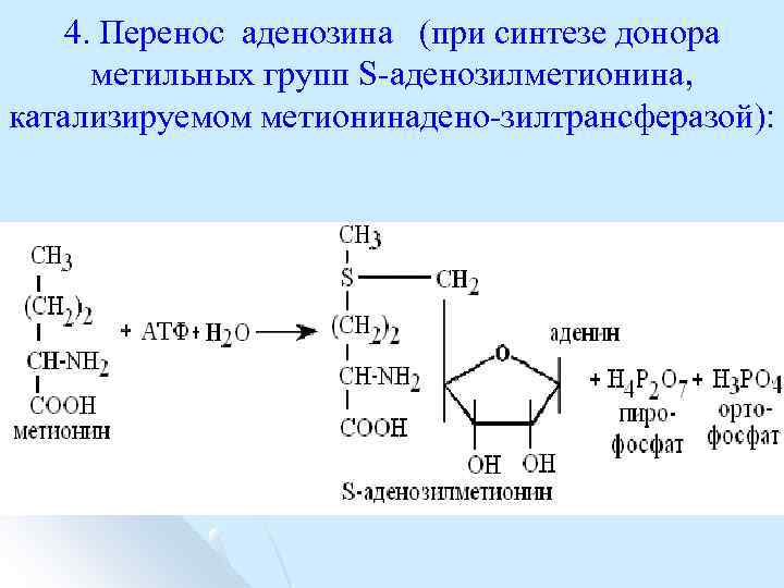 4. Перенос аденозина (при синтезе донора метильных групп S аденозилметионина, катализируемом метионинадено зилтрансферазой): 