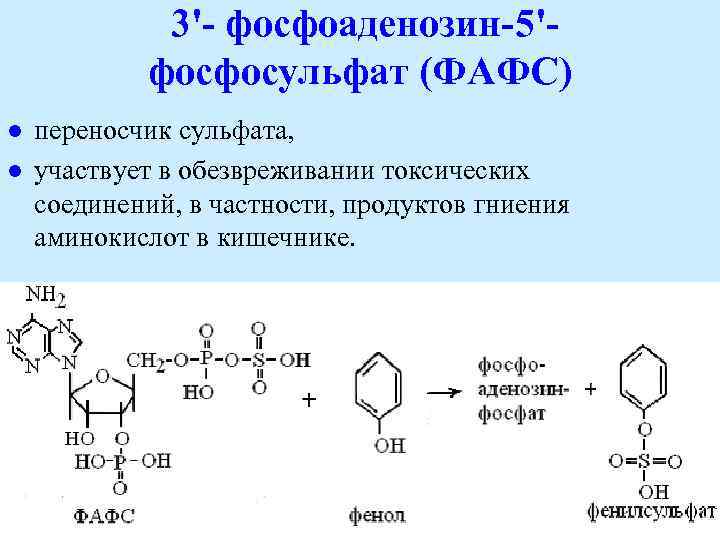 3'- фосфоаденозин-5'фосфосульфат (ФАФС) l l переносчик сульфата, участвует в обезвреживании токсических соединений, в частности,