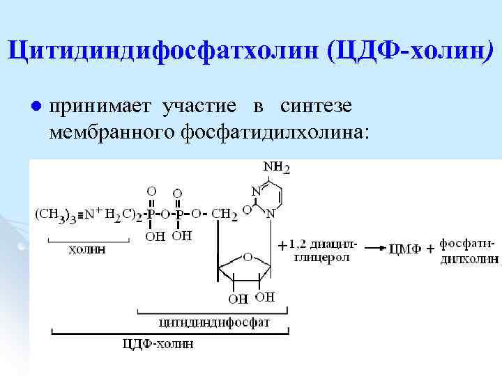 Цитидиндифосфатхолин (ЦДФ-холин) l принимает участие в синтезе мембранного фосфатидилхолина: 